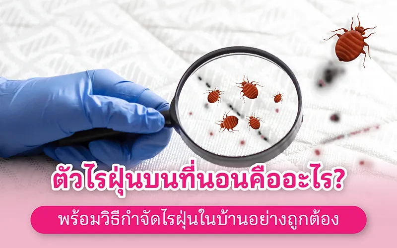 ตัวไรฝุ่นบนที่นอนคืออะไร พร้อมวิธีกำจัดไรฝุ่นในบ้านอย่างถูกต้อง 02